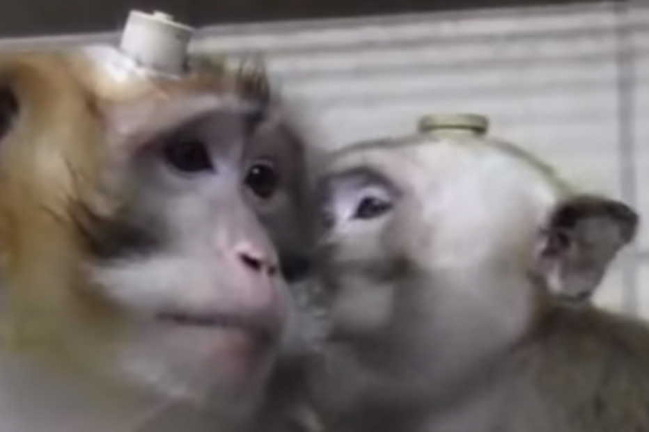 Cientistas perfuram crânios de macacos em testes cruéis na Europa