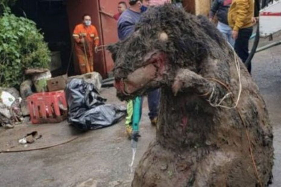 'rato gigante'