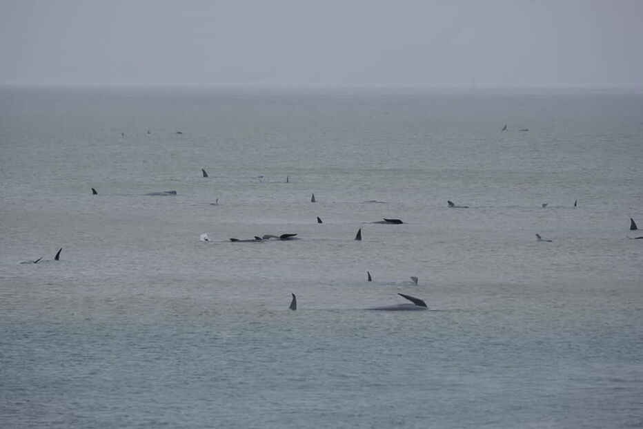 Centenas de baleias encalhadas na Austrália