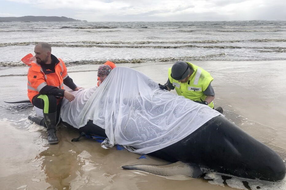 Só um terço dos animais foi resgatado com vida na Tasmânia