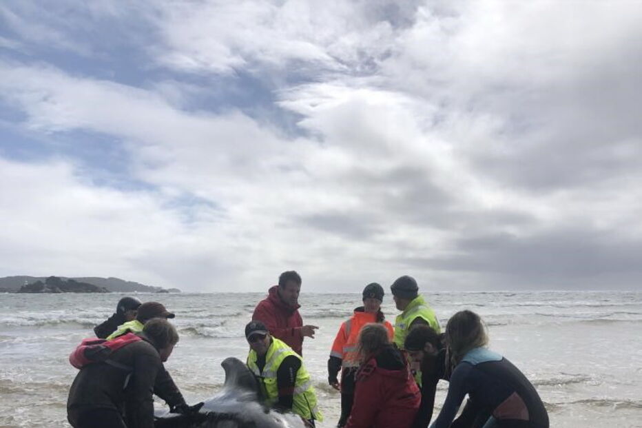 Só um terço dos animais foi resgatado com vida na Tasmânia