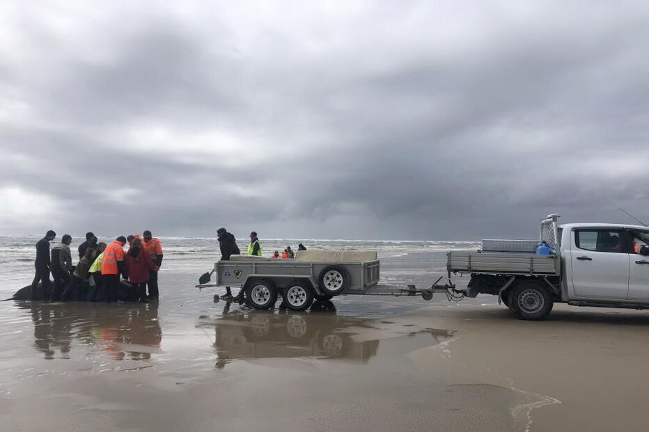 Só um terço dos animais foi resgatado com vida na Tasmânia