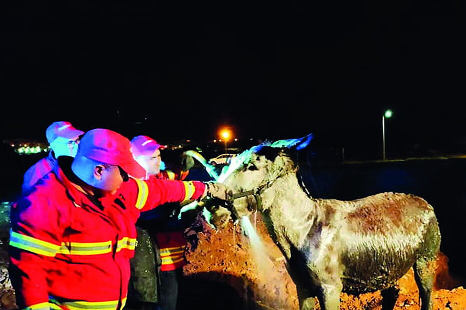 Bombeiros salvam burro preso em vala na EN125 em Lagos