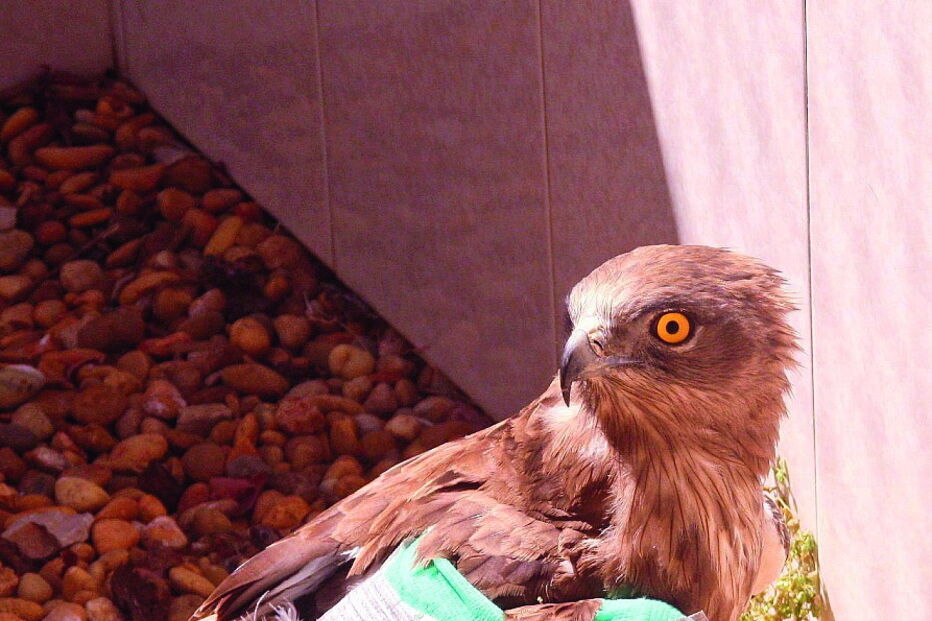 Ave esteve em recuperação durante dois meses no RIAS 