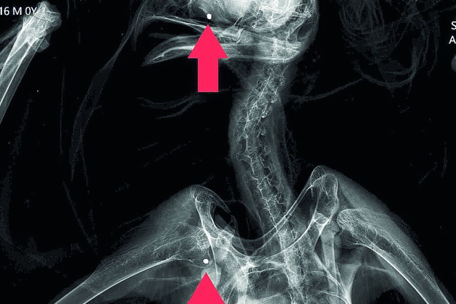Raio-X realizado no centro detetou três projéteis de  caçadeira na cabeça, ombro direito e no costado esquerdo 