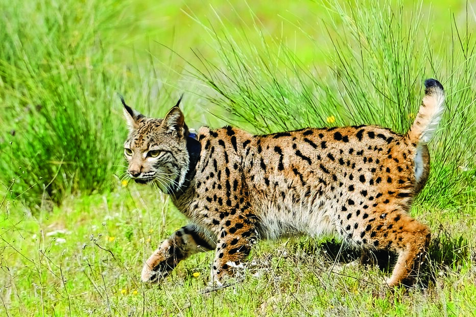 Imagem lince iberico 17848662.jpg (7153780) (Milenium)