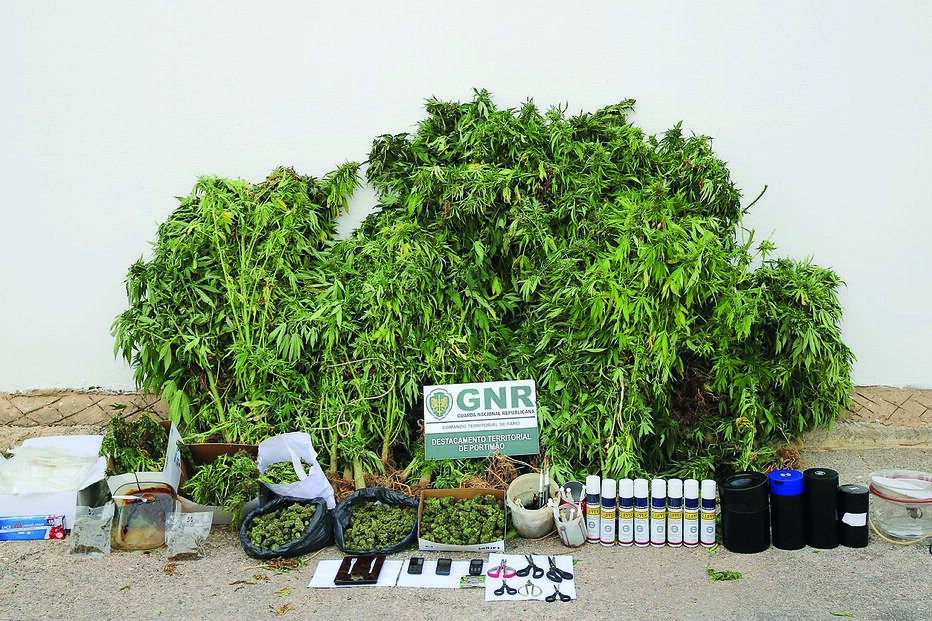 Setenta pés de canábis foram apreendidos em Aljezur, numa das mais recentes ações de combate a este tipo de crime  