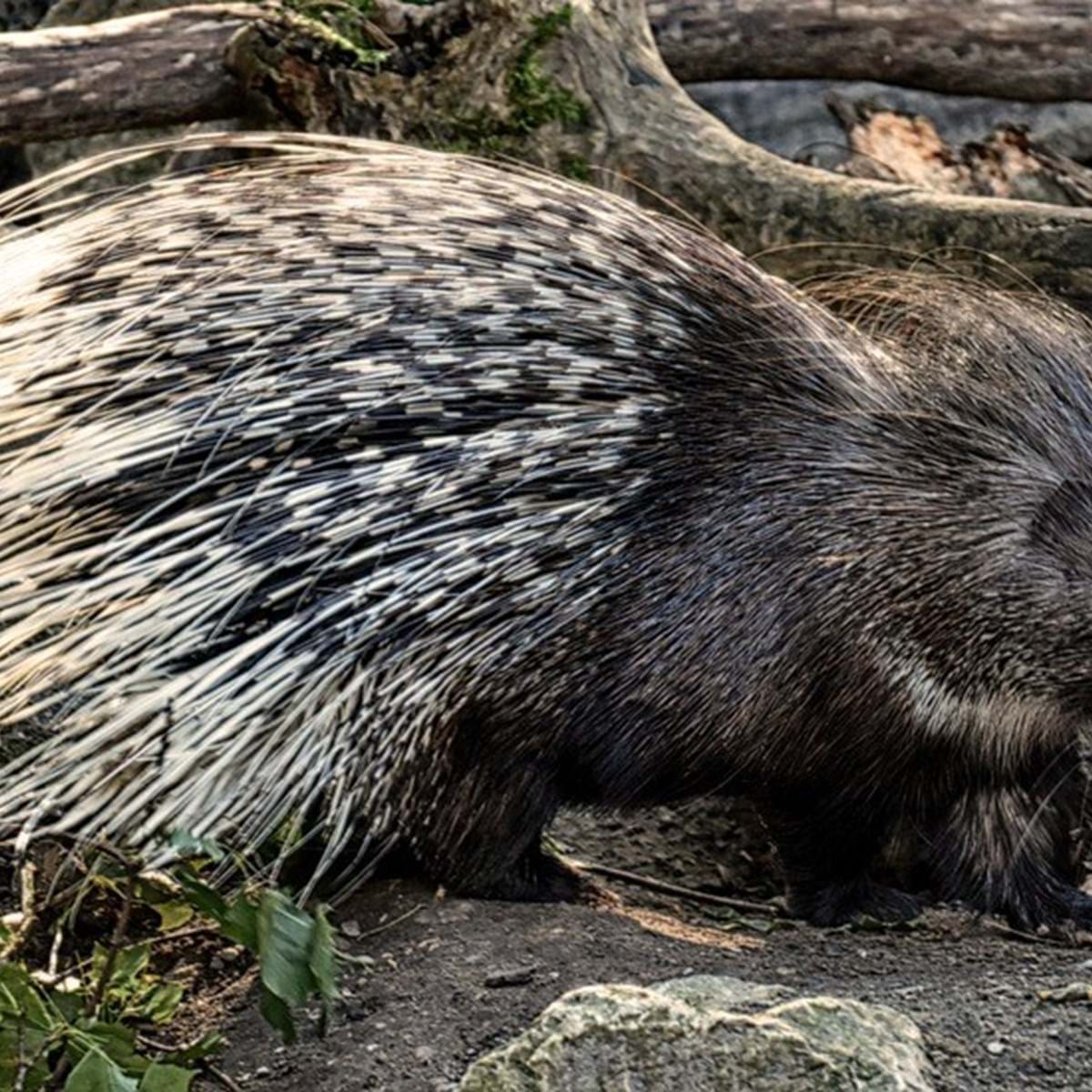 Dois polícias despedidos por matar porcos-espinhos com bastão estão acusados de crueldade animal - Mundo imagem imagem