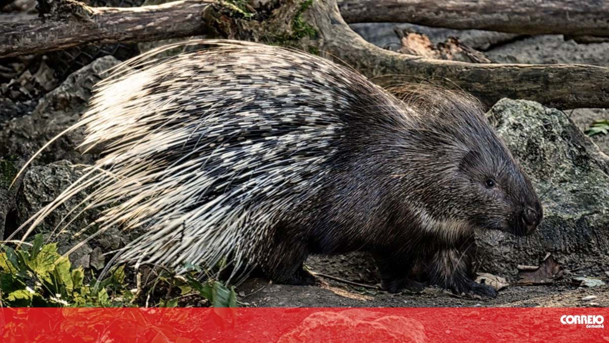 Dois polícias despedidos por matar porcos-espinhos com bastão estão acusados de crueldade animal - Mundo