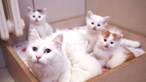 Cientistas identificam casos de transmissão de Covid-19 de pessoas para gatos 