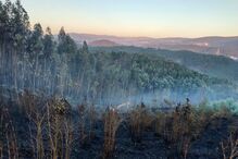 Dois bombeiros feridos em despiste a caminho de incêndio em Oliveira de Azeméis