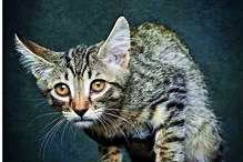 ‘Patudos’ em centros de recolha oficial posam para fotos à procura de uma família