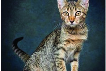 ‘Patudos’ em centros de recolha oficial posam para fotos à procura de uma família