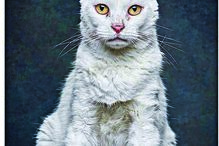 ‘Patudos’ em centros de recolha oficial posam para fotos à procura de uma família