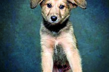 ‘Patudos’ em centros de recolha oficial posam para fotos à procura de uma família