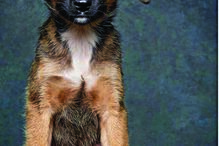 ‘Patudos’ em centros de recolha oficial posam para fotos à procura de uma família