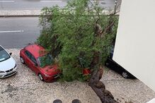 Árvore cai em cima de carro em Setúbal 