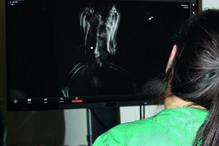 Milhafre-negro e açor atingidos a tiro em Olhão