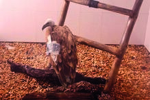 Grifo está a recuperar numa instalação exterior, com espaço para voar  