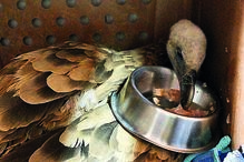 Deram-lhe alimento apropriado