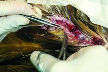 Ave foi alvo de intervenção cirúrgica