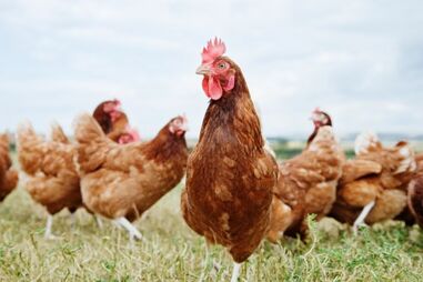 Governo da Austrália anunciou este sábado o primeiro caso de uma estirpe contagiosa da gripe das aves H5