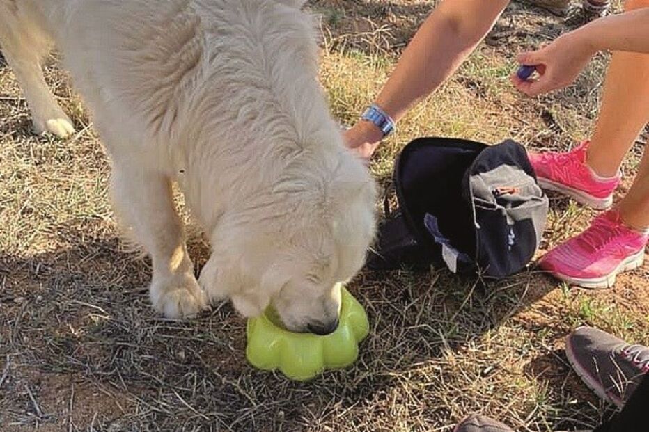 Cão alimentado após ser localizado      