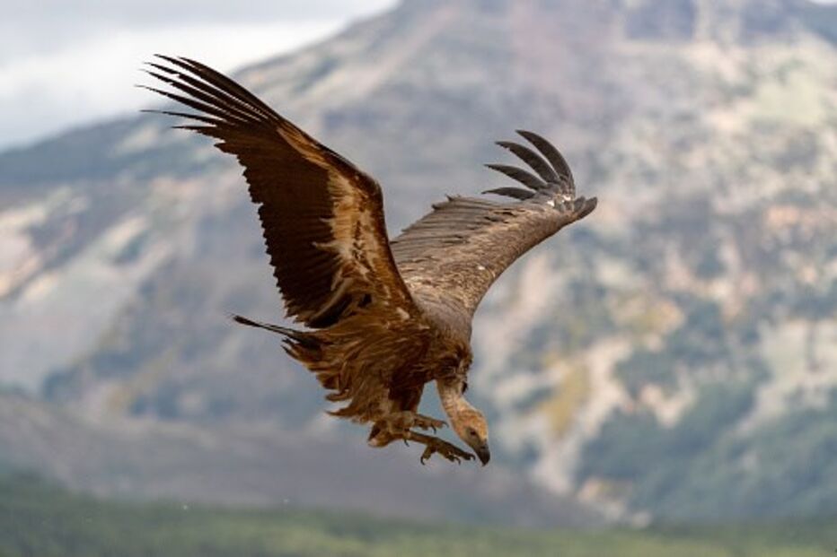 Abutre, abutres, abutre xx