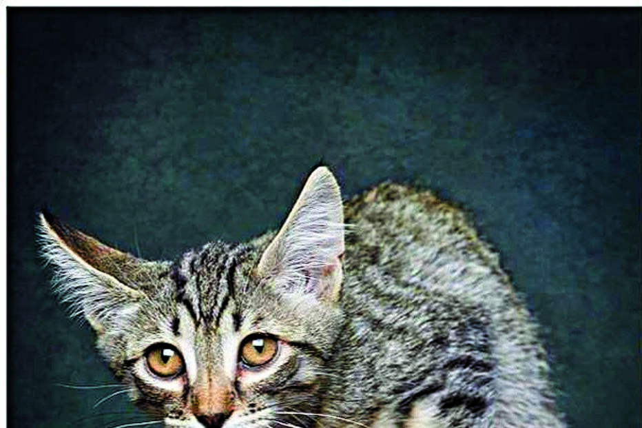 ‘Patudos’ em centros de recolha oficial posam para fotos à procura de uma família