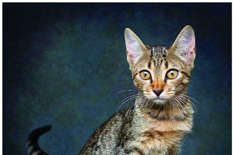 ‘Patudos’ em centros de recolha oficial posam para fotos à procura de uma família