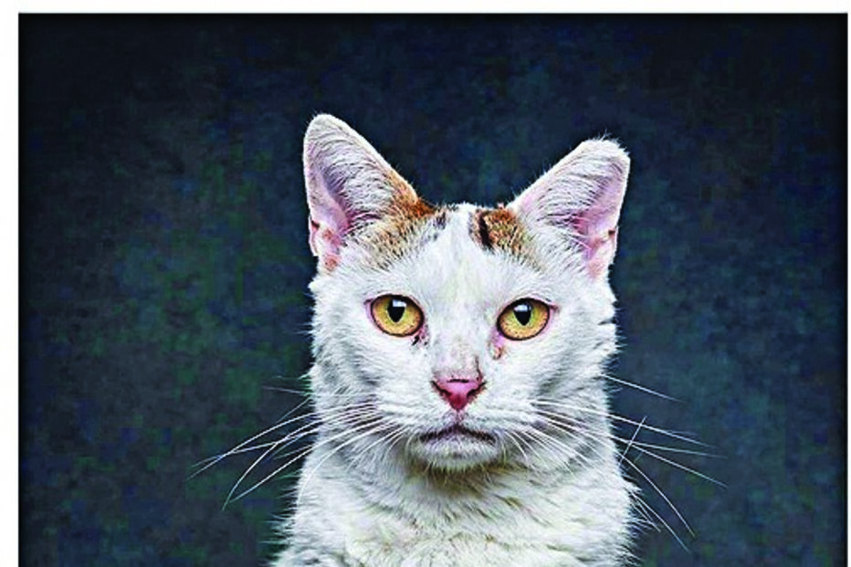 ‘Patudos’ em centros de recolha oficial posam para fotos à procura de uma família