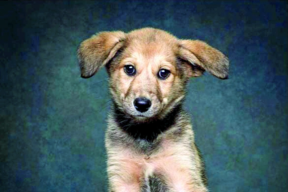 ‘Patudos’ em centros de recolha oficial posam para fotos à procura de uma família