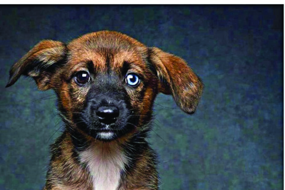 ‘Patudos’ em centros de recolha oficial posam para fotos à procura de uma família