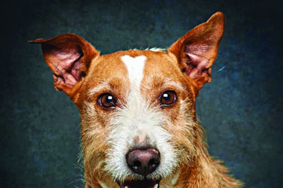 ‘Patudos’ em centros de recolha oficial posam para fotos à procura de uma família