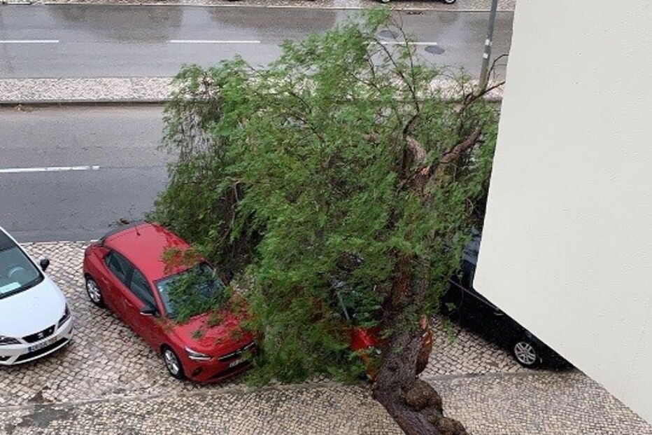 Árvore cai em cima de carro em Setúbal 