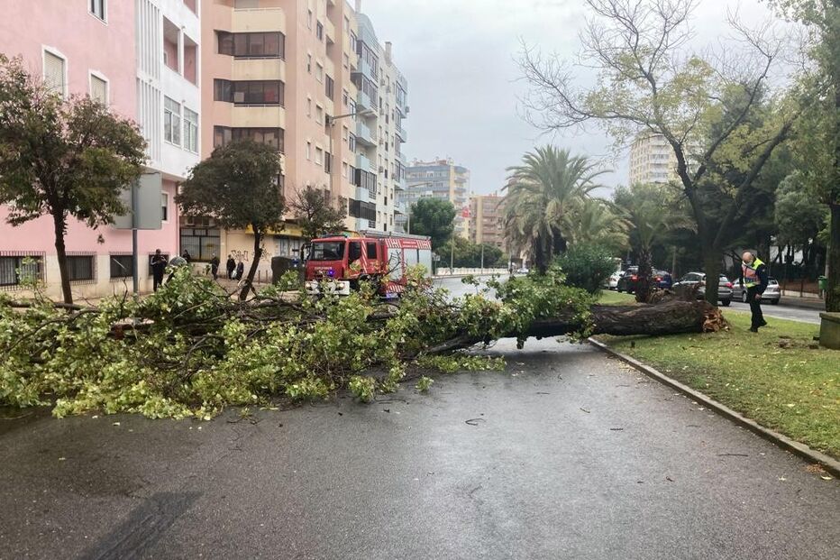 Imagem IMG_7297.JPG (7460125) (Milenium)