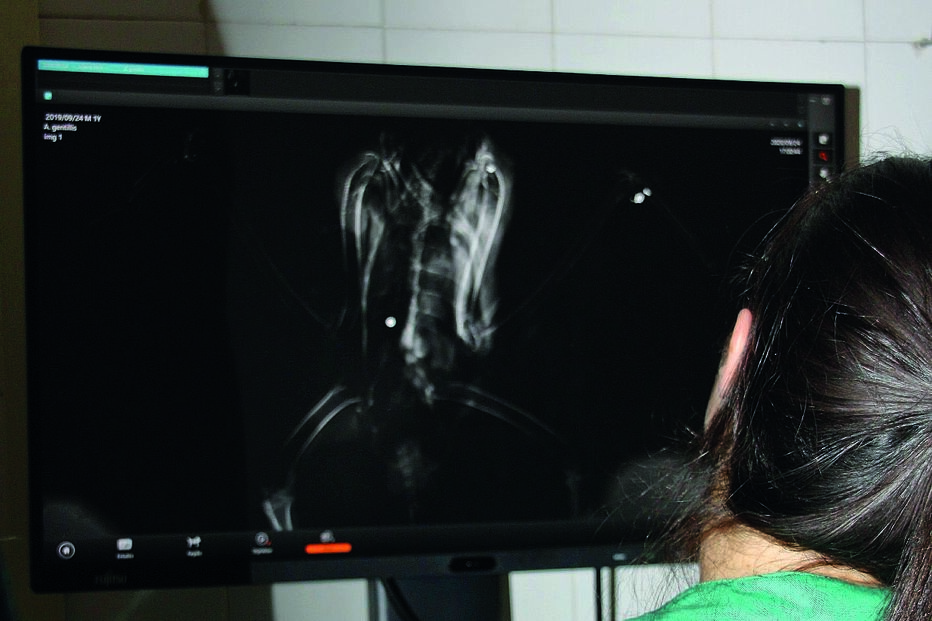 Milhafre-negro e açor atingidos a tiro em Olhão