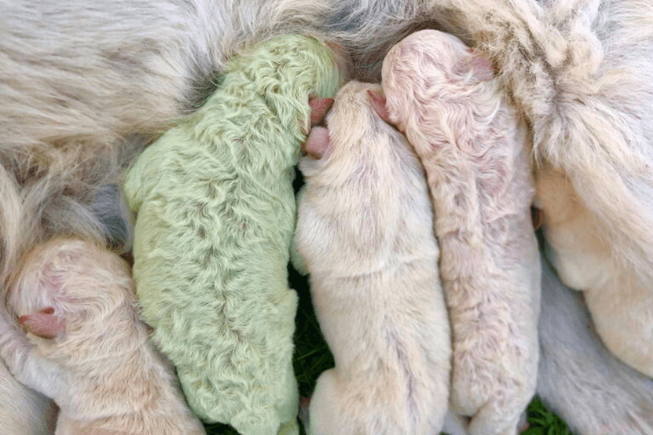 2020-10-26_17_35_09 cão verde itália.png