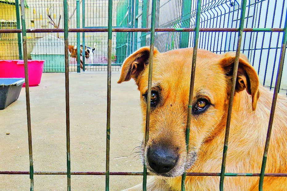 Cães e gatos abandonados vão ter centros que irão promover a sua adoção 