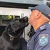 Veja o reencontro emocionante entre um cão polícia e o treinador após o animal desaparecer