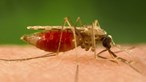Cientistas encontram evidências de mutação resistente da malária no Uganda