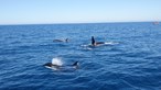 Orcas danificam seis veleiros ao largo da costa portuguesa