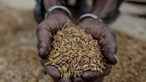Cabo Verde recebe 1.445 toneladas de arroz de donativo japonês