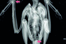Águia ferida com tiros de caçadeira em Olhão