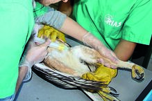Águia ferida com tiros de caçadeira em Olhão