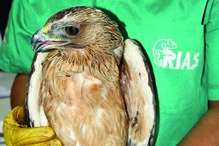 Águia ferida com tiros de caçadeira em Olhão