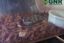 2020-11-03_17_15_18 GNR Faro - Apreensão de répteis (1).jpg