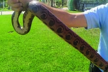 Serpente apreendida pelo Núcleo de Proteção Ambiental de Albufeira