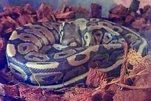 Répteis apreendidos pela GNR são de espécies protegidas internacionalmente