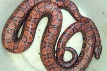 Jiboia arco-íris-brasileira encontrada à porta da casa de uma vizinha do jovem  